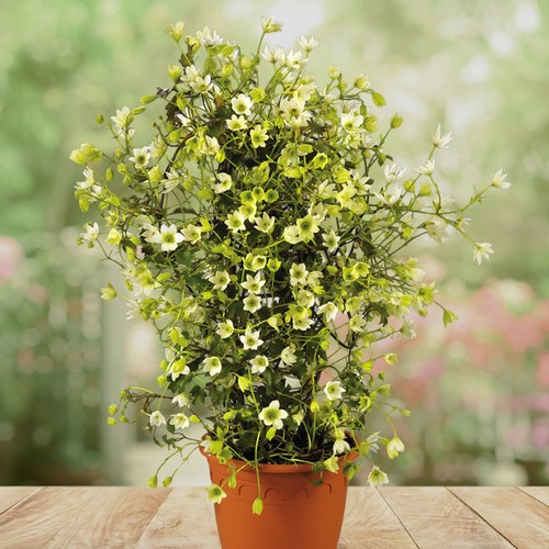 Clematis cartmanii - x,