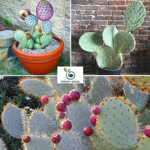Blue wheel prickly pear - blue,