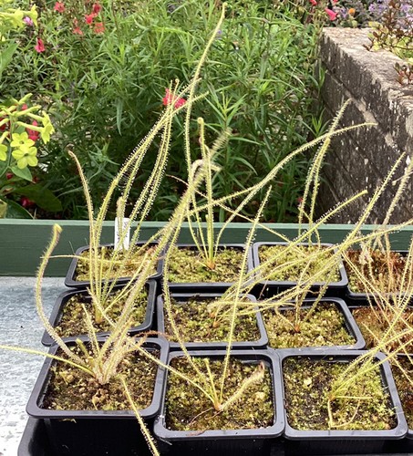 Drosera filiformis florida - drosera, “florida