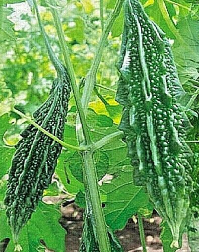 Fresh bitter gourd - fresh,