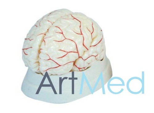 Model anatomy professional - anatomy,