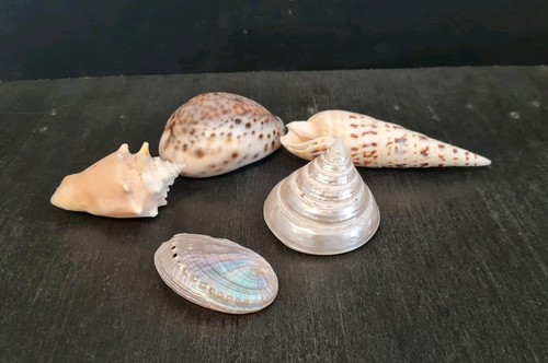 Sea shells collection 5 - of,
