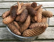 20 Large Long Pine Fir Cones