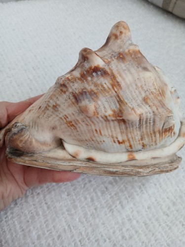 Bullmouth helmet conch - helmet, sea