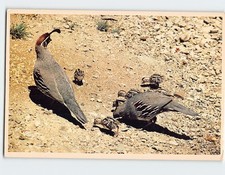 Postcard gambel quail arizona - postcard,