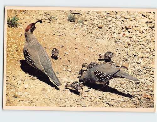 Postcard gambel quail arizona - gambel,