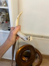 Red Deer Antler Walking Thumb