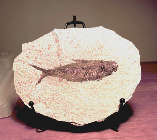 Fossil fish matrix - fossil, on