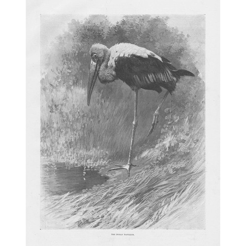 The indian tantalus bird - tantalus,