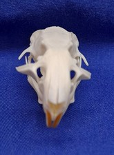 Genuine Rat Skull