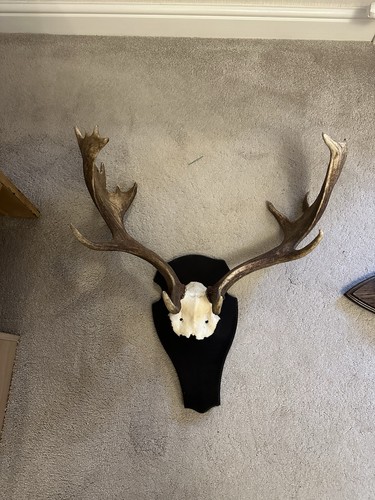 Wild fallow deer buck stag - fallow,