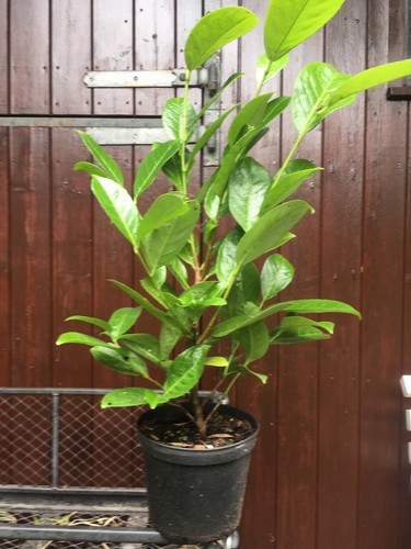 Laurel evergreen plant instant - laurel,