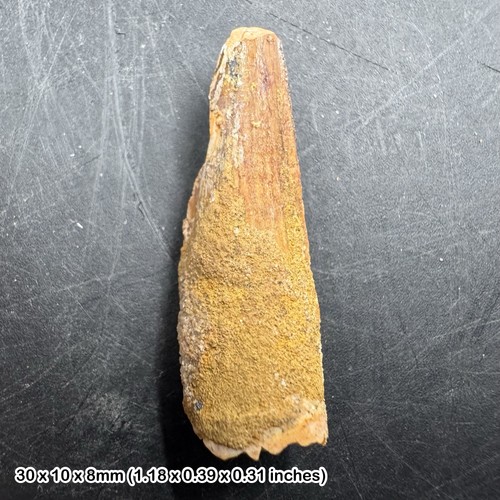 Authentic spinosaurus tooth