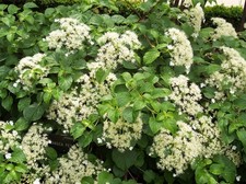 Large Climbing Hydrangea 3-4ft in a 7.5L Pot By Direct Plants