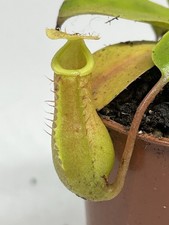 Nepenthes Alata X Ventrata