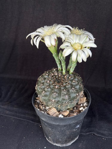 Gymnocalycium schroederianum