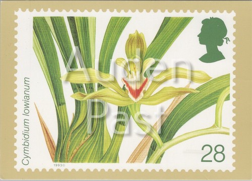 Orchids cymbidium lowianum 28p - cymbidium,