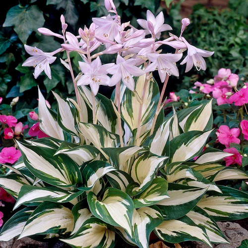 Hosta fire and - ice', lily