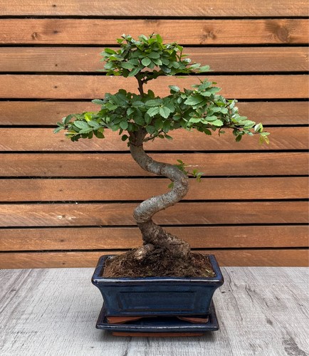 Chinese elm bonsai - elm, in