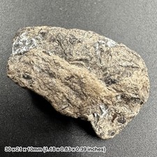 Ichthyosaur Coprolite Fossil