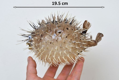 Porcupine fish pufferfish blow - fish,