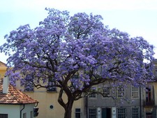 Empress Tree, Princess Tree or Foxglove Tree - Paulownia tomentosa - 250 Seeds