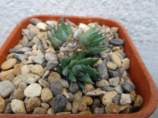 HAWORTHIA HERREI, shown in 7cm