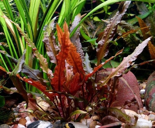 Cryptocoryne walkeri - 5, x