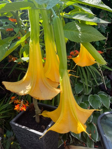 Brugmansia charles - brugmansia, ‘charles