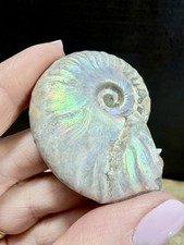 Fossil Ammonite Jurassic