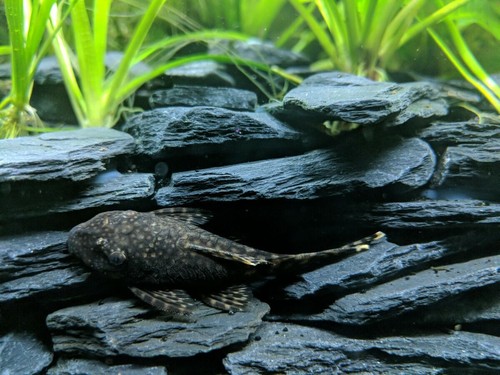 Aquarium stone rock natural - rock,