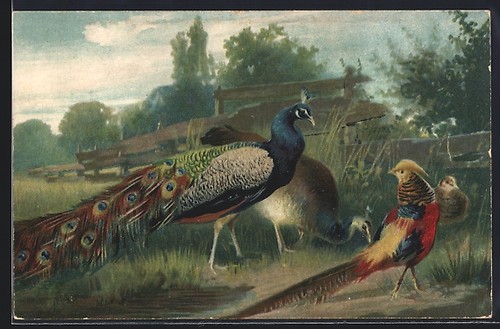 Artist peacock pair and - ak,