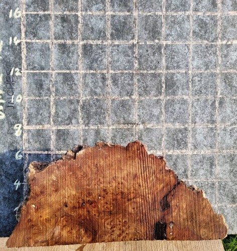 Timber scottish burr - timber, elm