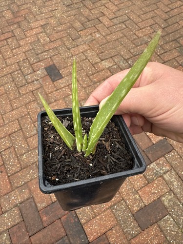 Aloe vera plant - plant, in