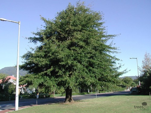 Quercus nigra water oak - water,