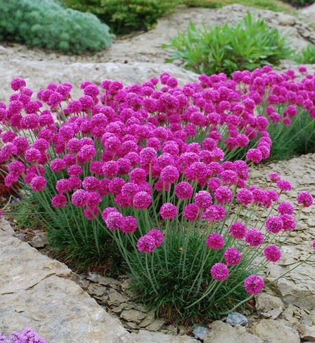 Armeria maritima nifty - 3, x