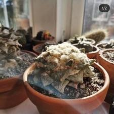 Ariocarus Retusus Fissuratus Rare Cactus Old Plant Cacti. Rare Cactus