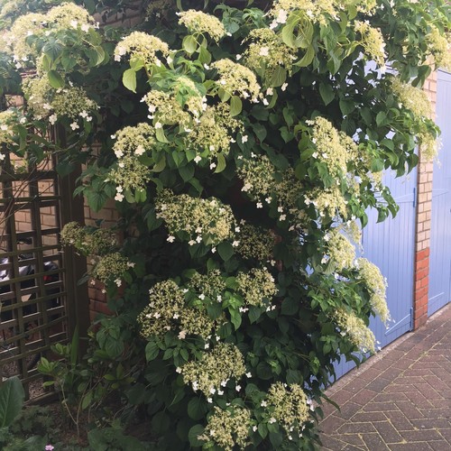 Two climbing white - climbing, hydrangea