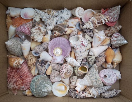 1kg mixed sizes - mixed, grades