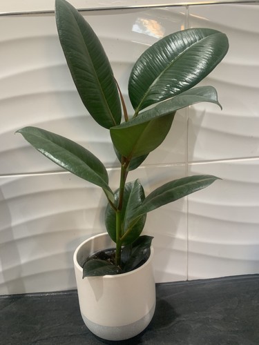 Ficus elastica robusta - elastica,