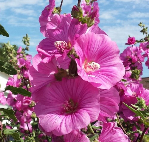 Lavatera burgundy wine - 'burgundy, wine'