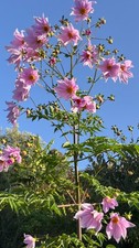 Dahlia Tuber - Imperialis -