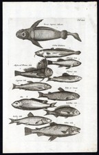 Antique Print-SALMON-GOBY-CARP-CYPRINUS-BARBEL-FISH-Jonston-Merian-1657