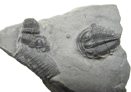 Cambrian elrathia kingi - elrathia,