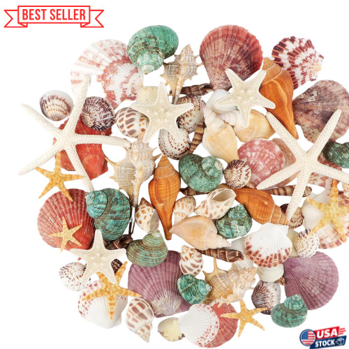 Sea shells mixed ocean - shells,
