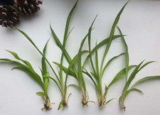 3 x Rooted small all green