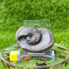 Eleganticeras ammonite fossil North Yorkshire UK