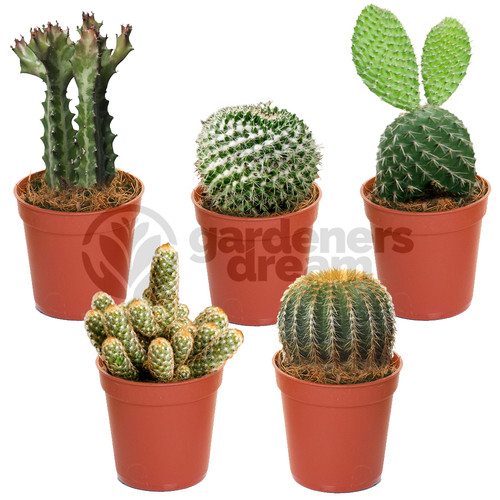 Cactus mix plants house - mix,