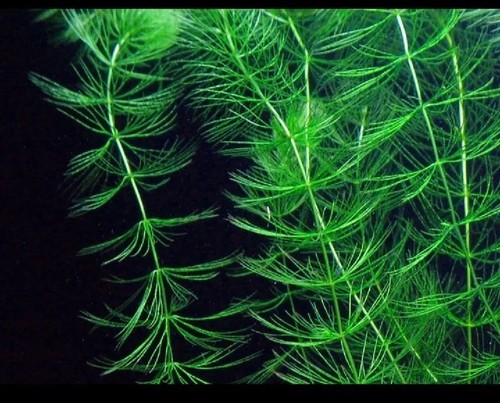 Hornwort for pond - for, aquarium