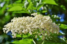 WILD ELDER [SAMBUCUS NIGRA] ESTABLISHED BARE ROOT PLANT - ELDERBERRY ELDERFLOWER